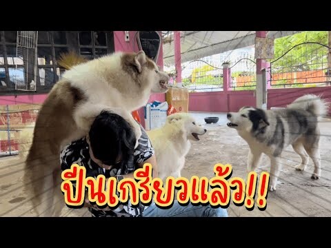 คุ้มคลั่งหนัก! ข้าวเหนียวคลั่งคุมไม่อยู่หวั่นเป็นพิษสุนัขบ้ากัดเจ้าของ