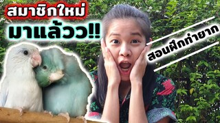 เพิ่มสมาชิกใหม่ของบ้านนกแก้ว และ แนะนำวิธีการฝึกนก