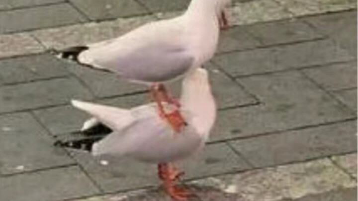 "France's Grumbling Life" 28.0 (First Time in France)