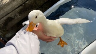 Muscovy ducks attack passersby—this is even fiercer than dogs!