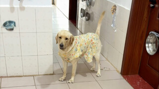 狗：我碗呢？按钮呢？