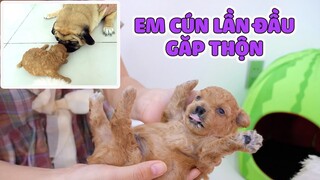 Hành Trình Lớn Lên Của Em Cún Con - Lần Đầu Gặp Thộn Và Thốn