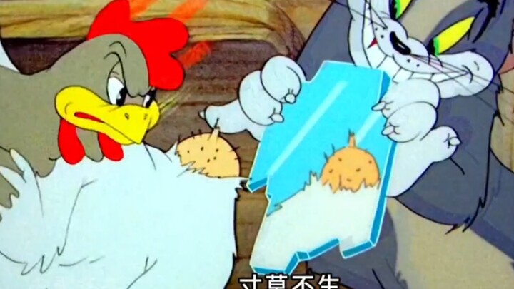 แมว: ภรรยาไก่ ดูสิ ฉันทำศัลยกรรมให้เธอ สวยไหมล่ะ?