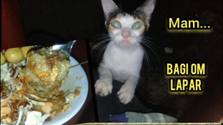 Lucu Kucing Ini Malam-Malam Minta Makan Bubur Ayam Cirebon Lihat Cara Mintanya..!