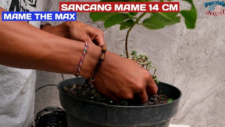 Banyak yg nanya ini updatenya sekarang semeton//sancang mame tinggi 14 cm