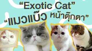 EP5 Exotic Cat "แมวแบ๊ว หน้าตุ๊กตา"