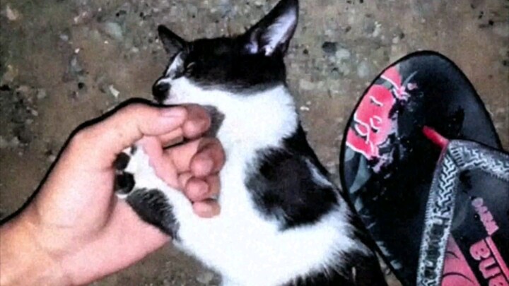 Kung Fu Cat