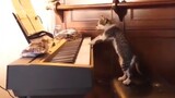 [Động vật]Khoảnh khắc vui nhộn của mèo và chó