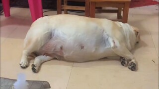 Trivia Labrador