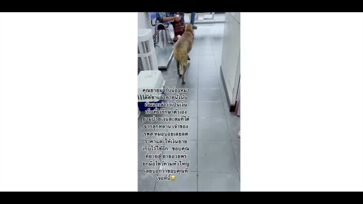คุณยายพาน้องหมามารักษา