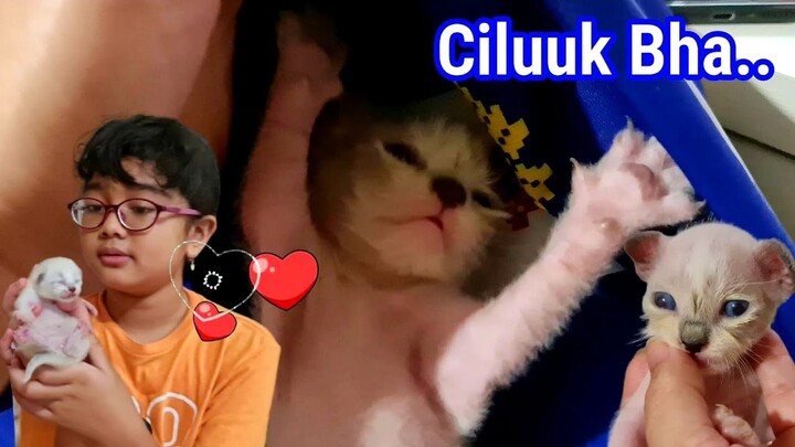 Dia Malah Ngajak Main Ciluk Baa 😹 Bayi Kucing Lucu ❤️ Miss Cemplon