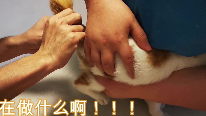 Kucing kecil pencari masalah bertemu dengan orang aneh! Bergantian menyerang dubur, begitu tahu tern