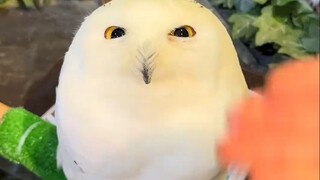 Why are snowy owls white?
