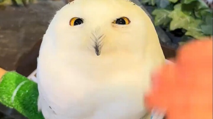 Why are snowy owls white?