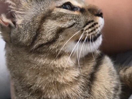 Kondisi semangat kucing sepanjang hari