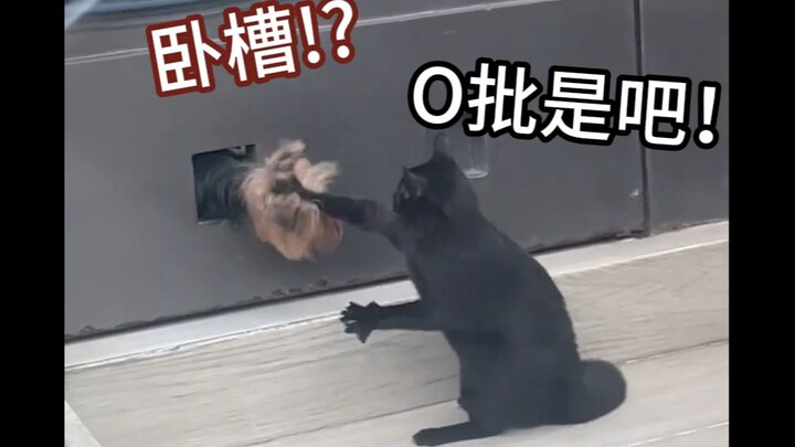 «يلعب XX في ملف.avi»