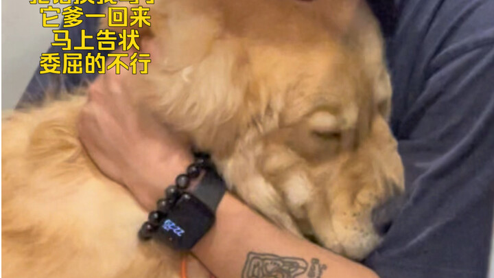 Green Tea Puppy: Tattling, Pouting for Comfort—Master of Them All