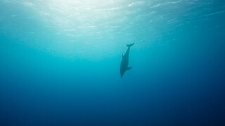 MV|"Seabed"
