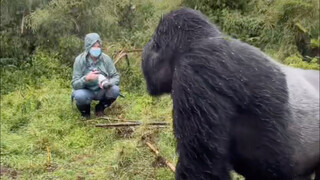 غوريلا الظهر الفضي مقابل النمر: من الأقوى؟ #غوريلا_الظهر_الفضي #علم_الحيوان