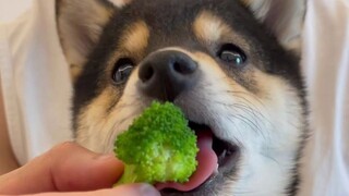 Puppy eating salad