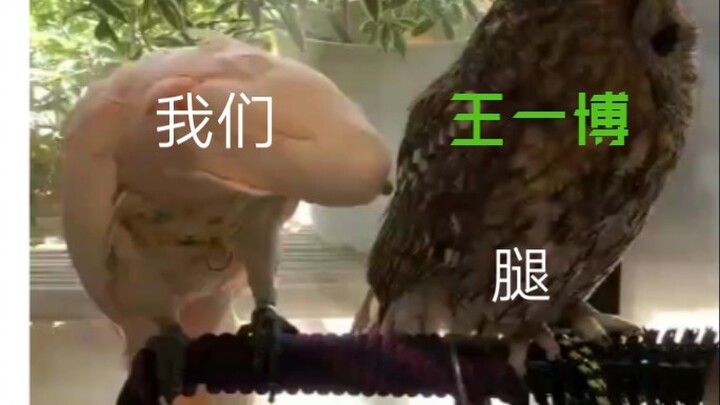 【Wang Yibo/masuk dengan hati-hati jika ada pasangan】Panjang kaki di bawah celana yang membingungkan