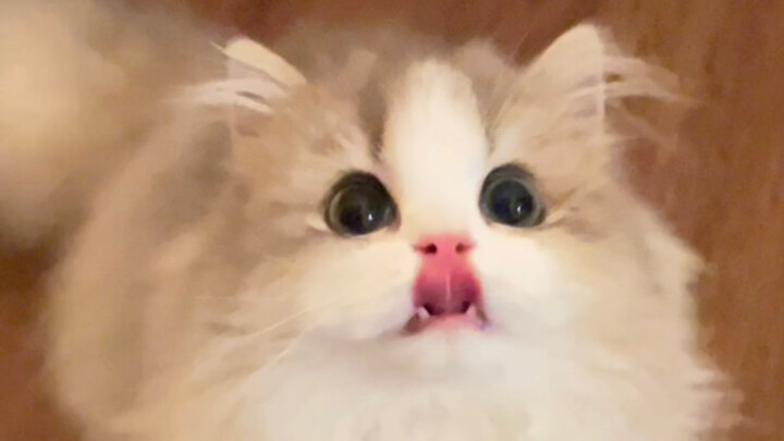 Pretending to make the kitten lose weight, I only gave her one piece of cat food... The kitten was v