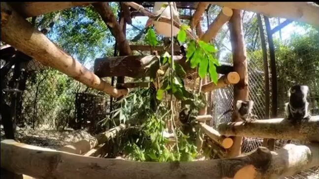 Monkey Kiss