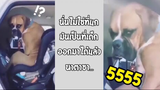 รวมคลิปตลกๆ :นี่ไม่ใช่ที่ของเจ้าเจ้าตูบ!!