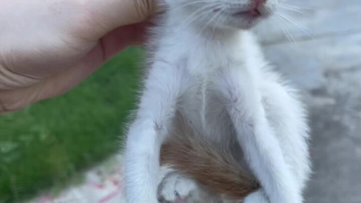 Những cư dân động vật mà tôi gặp