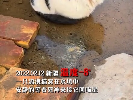 我想让更多人看到，让大家爱护流浪猫，如果不爱请别伤害，谢谢