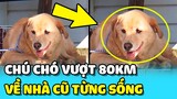 💥Chú chó LABRADOR vượt 80KM trở về NHÀ CŨ đã từng sống vào 2 năm trước | TIN GIẢI TRÍ