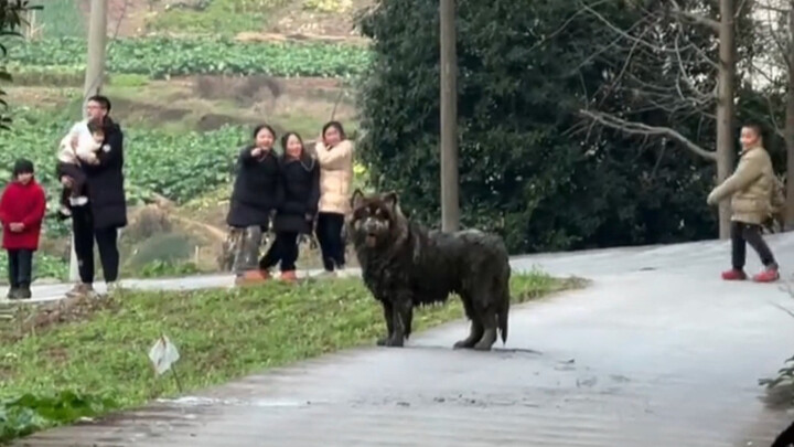 “Ada beberapa anjing yang kelihatannya memang tidak terlalu pintar”
