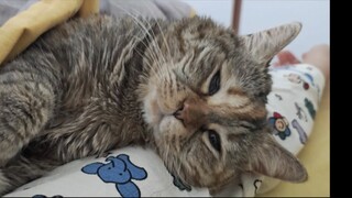 كيف يكون شعورك عندما تستيقظ مع وجود قطة بين ذراعيك؟