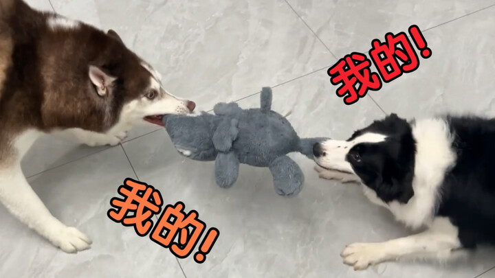 Apa yang akan terjadi kalau dua anjing hanya diberi satu mainan?