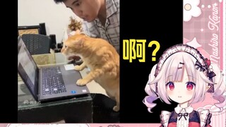 日本萝莉看《猫：这个家没我迟早都得散》疑惑猫会捕蟑螂吗