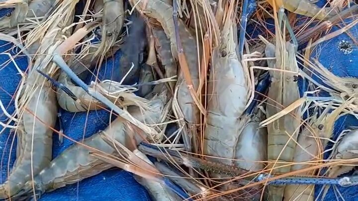 Shrimp #shrimp #fish #fishing #shorts