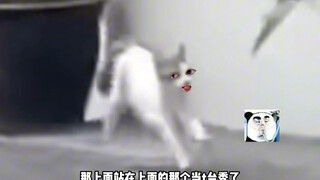 猫：有没有一种可能，我能上去