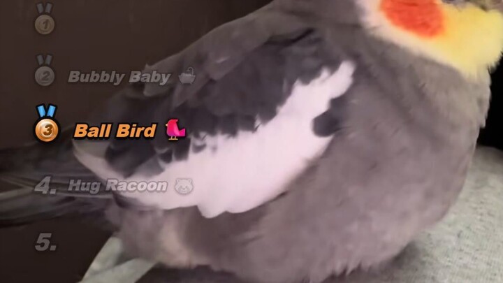 Exotic Pets RANKINGS: Raccoon Reveal, Cockatiel & Monkey Facepalm