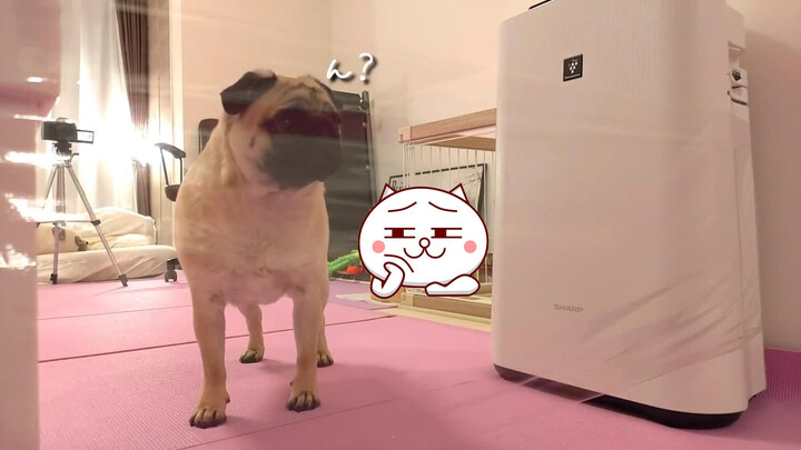 When a pug in front of a transparent wall...