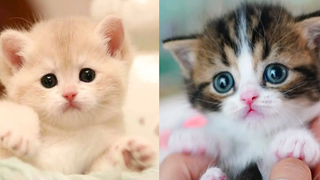 Baby Cats - รวมวิดีโอแมวน่ารักและตลก #27 | Aww สัตว์