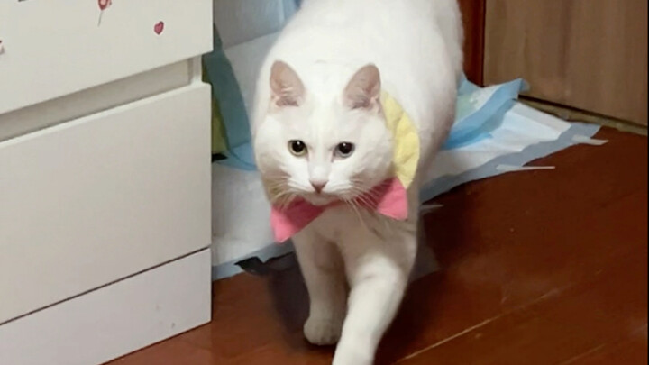 我们养猫的一贯来都是这么pua自己的