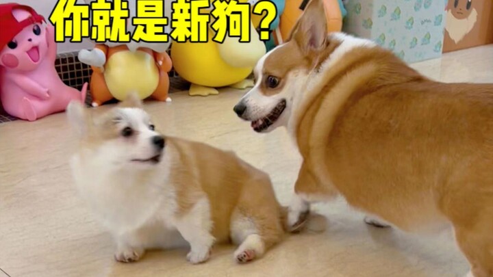 เมื่อมีสุนัขตัวใหม่มาที่บ้าน สมาชิกเดิมจะเปลี่ยนแปลงอย่างไรบ้าง?