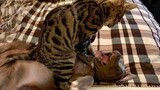 I'm the boss here! 😺 A compilation of funny cats and dogs for a good mood!