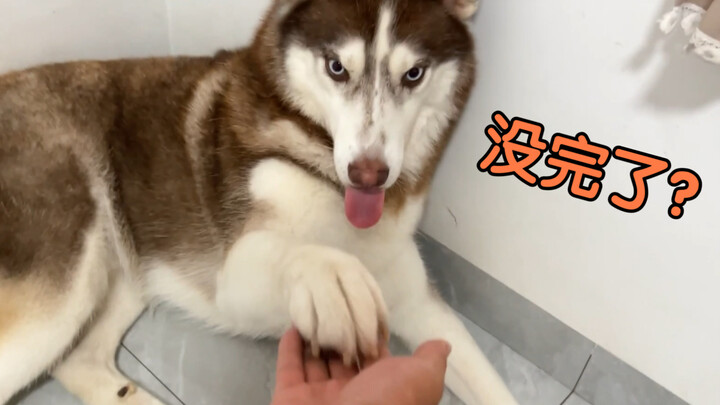 Apa anjing Siberian Husky bakal jadi gusar kalau kamu terus-menerus minta dia berjabat tangan?