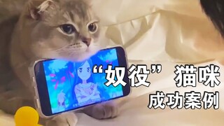 I'm laying it all out in the open! Female kittens are total perverts.