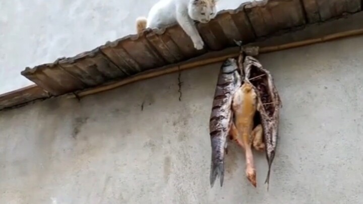 The kitten’s already been knocked out by the scent.