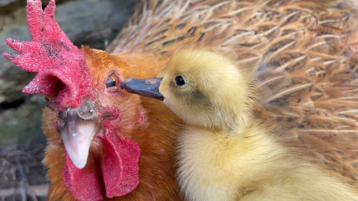 The little duckling kisses the chicken mom—such a heartwarming scene!