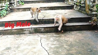 Mommy Rozy Walking Down From The Stairs With Full Scariness Of Big Male Monkey Behind