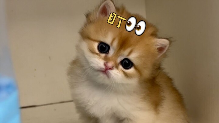 My two cats swapped souls.