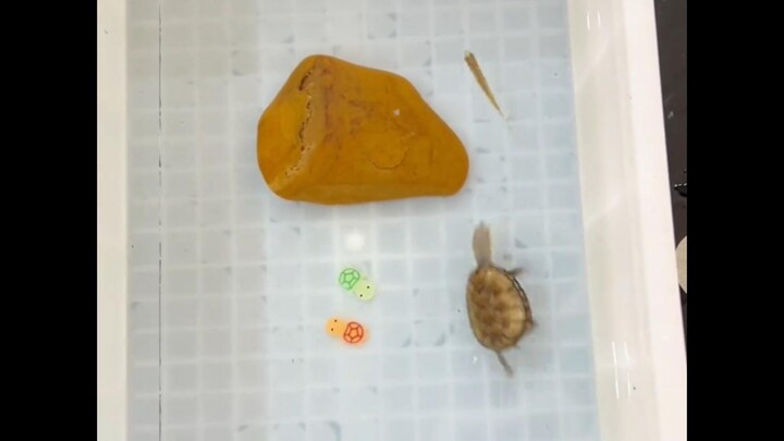 Similarly, weight loss requires cooperation between two people.